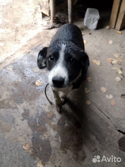 Щенок девочка