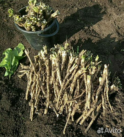 Дерево Хрен 250