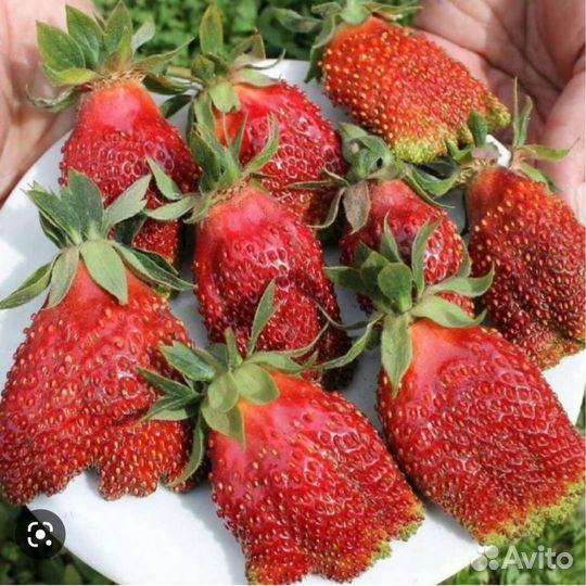 Рассада клубники Купчиха, Мальвина, Клери