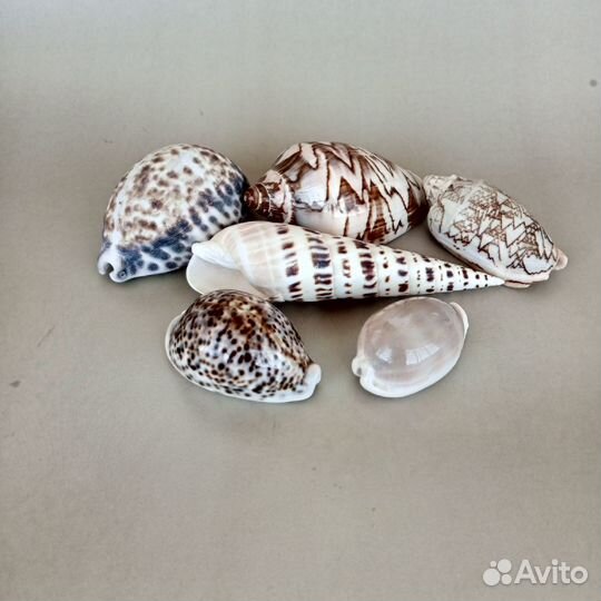 Морские ракушки