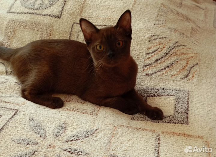 Бурманские котята