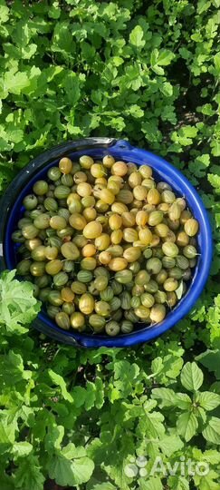 Крыжовник ягоды