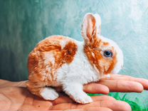 Карликовый кролик - рекс плюшевый
