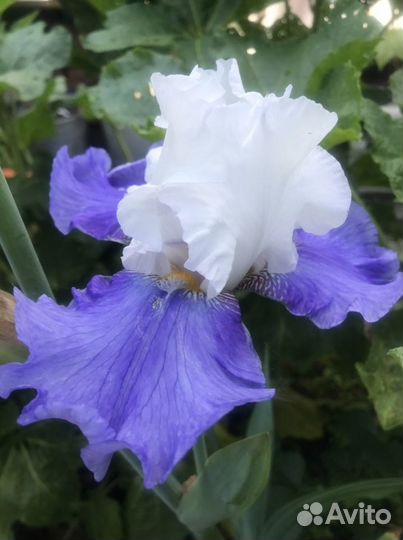 Ирисы сортовые. Ачиток
