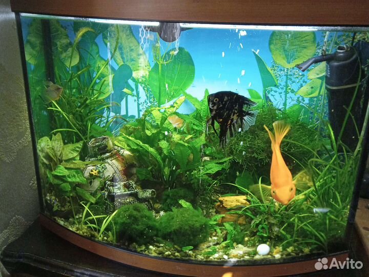 Аквариум