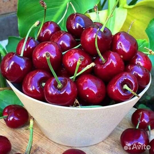 Вишня саженцы зкс плодоносящие