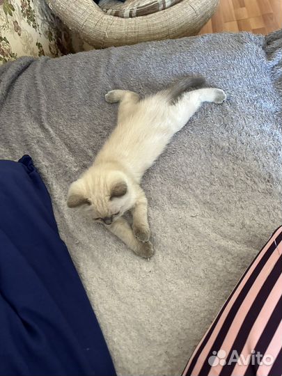 Британская кошка