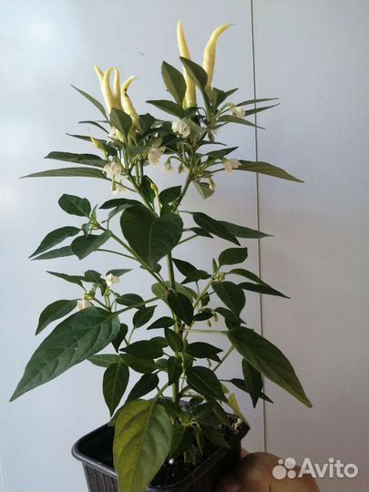 Перчик острый