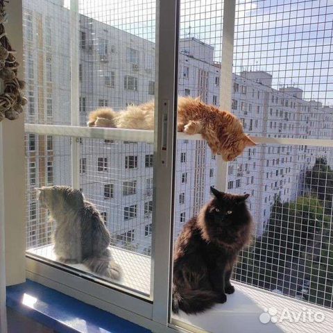 Балкон для кошки фото