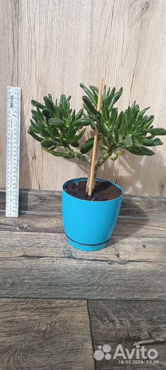 Красула хоббит