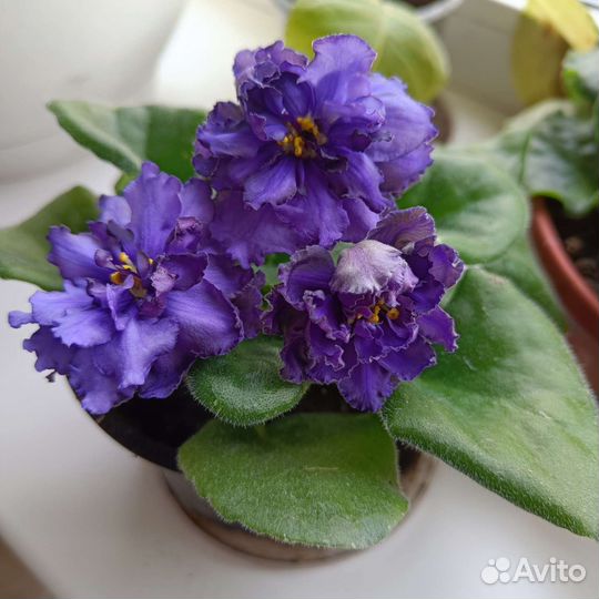 Цветы комнатные