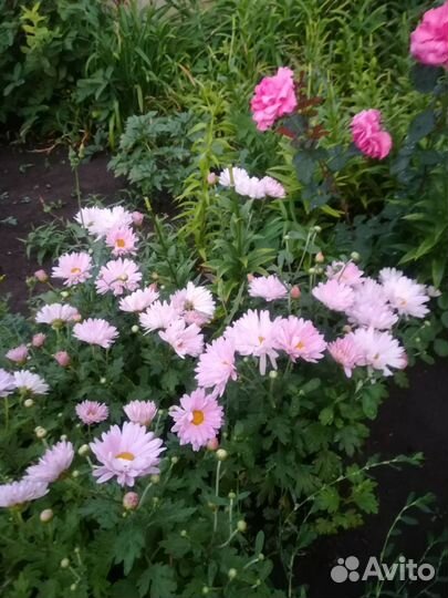 Хризантема саженцы