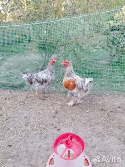 Молодые куры