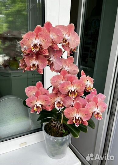 Орхидея Phal. Leco Fantastic 'Ll045-2' 2,5