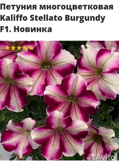 Петуния сортовая рассада в 0.5л