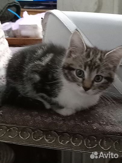 Котенок в добрые руки
