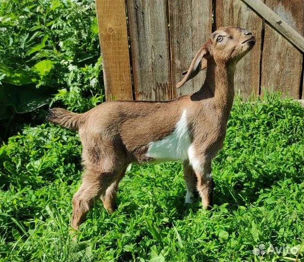 Зааненские козлята