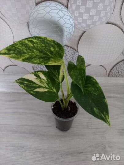 Эпипремнумы/сциндапсусы