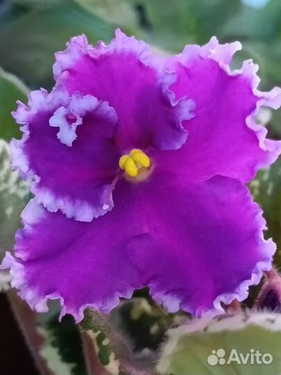 Сортовые фиалки