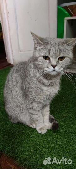 Кошка британская