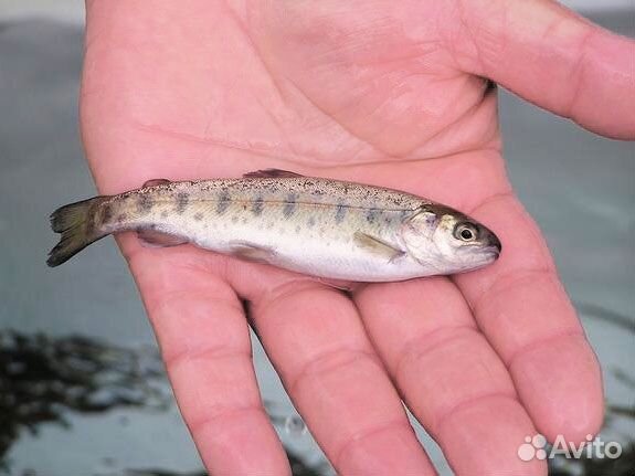 Малек форели