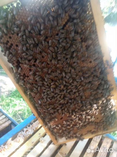 Пчелы на высадку, порода Карника и бакфаст