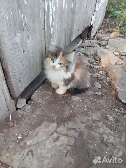 Отдам в добрые руки ко