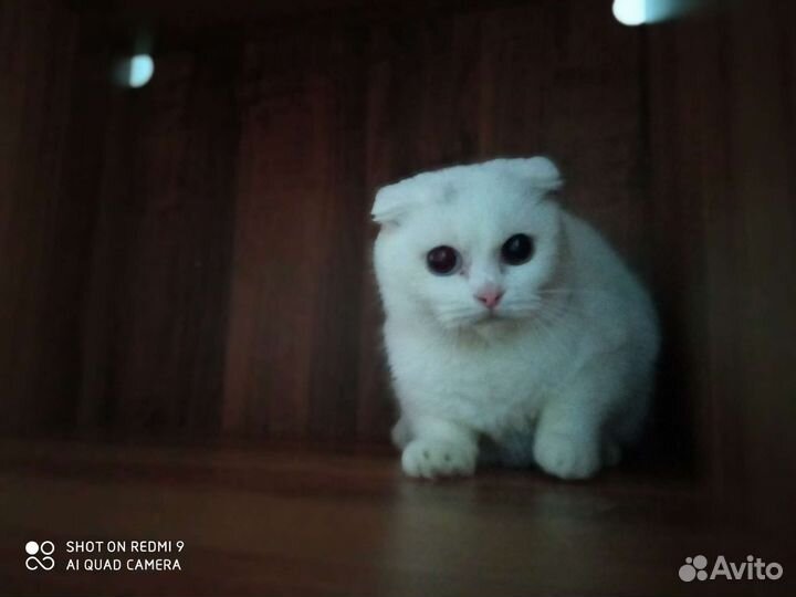 Разноглазый белый кот 1.5 г. развязан