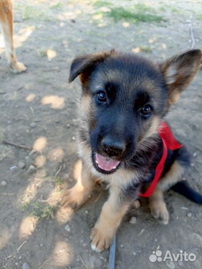 Щенки немецкой овчарки