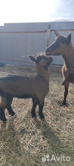 Продается коза с козленком