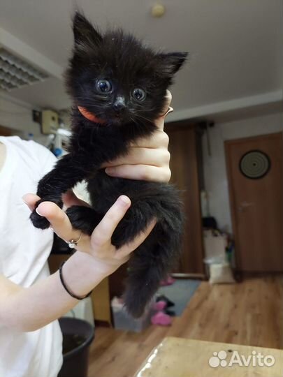 Котенок-девочка 1,5 месяца