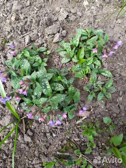 Первоцветы