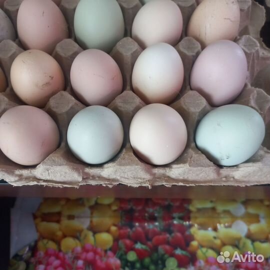 Яйца для инкубации