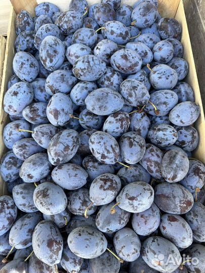 Слива сладкая