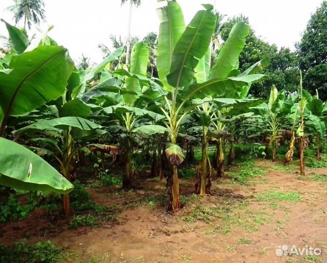 Папоротник страусник, орляк и Банановая пальма