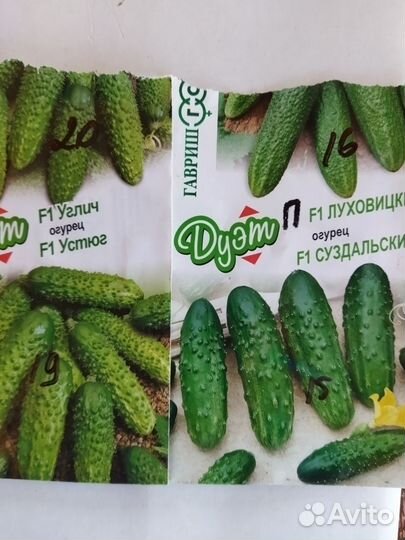 Рассада огурцов