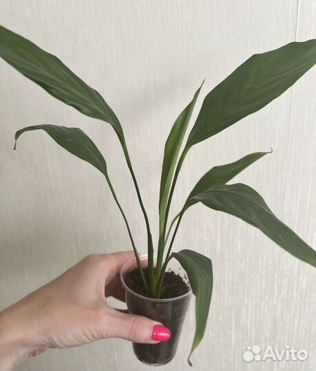 Спатифиллум, драцена, традесканция