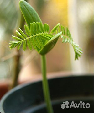 Делоникс королевский (огненое дерево )