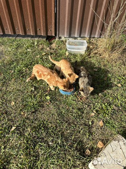 Отдам в добрые руки