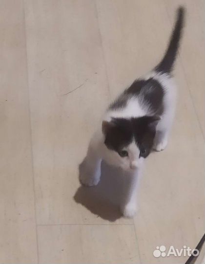 Кот в дар бесплатно