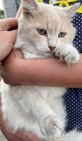 Кот в добрые руки
