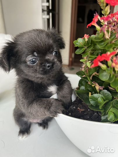 Щенки чихуахуа длинношерстные