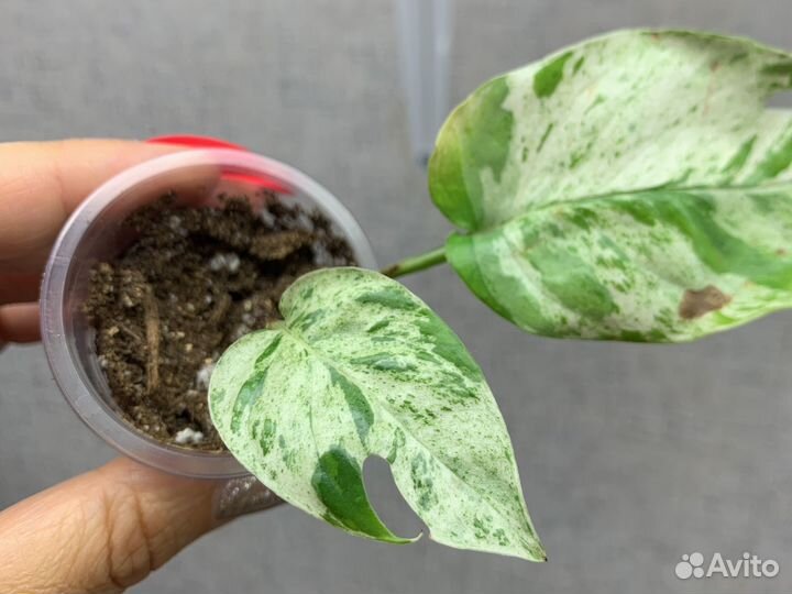 Эпипремнум Сциндапсус