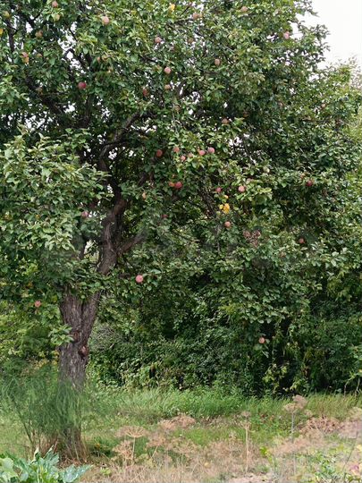 Участок 6 сот. (СНТ, ДНП)