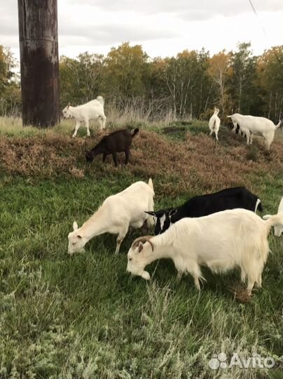 Козы козлята