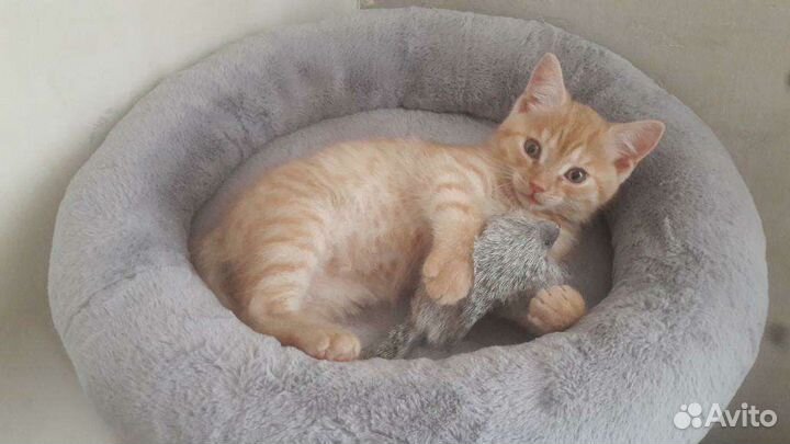 Новый домик для кошек без