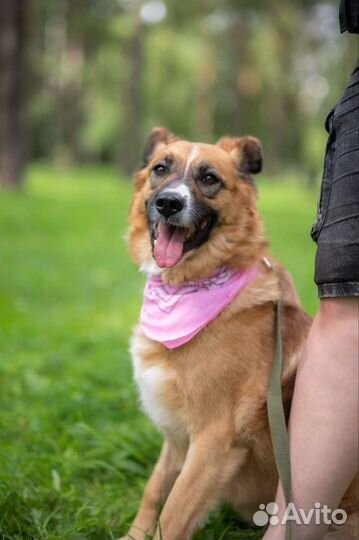 Самая добрая,спокойная и милая Собака