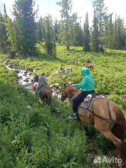 Отдых в Усть- Коксе