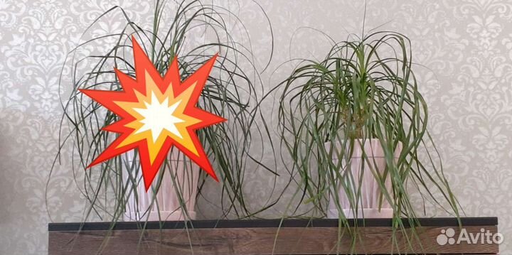 Нолина Бокарнея 1шт