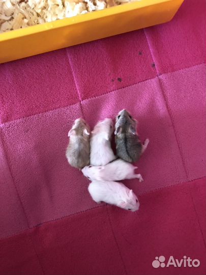 Джунгарский хомяк